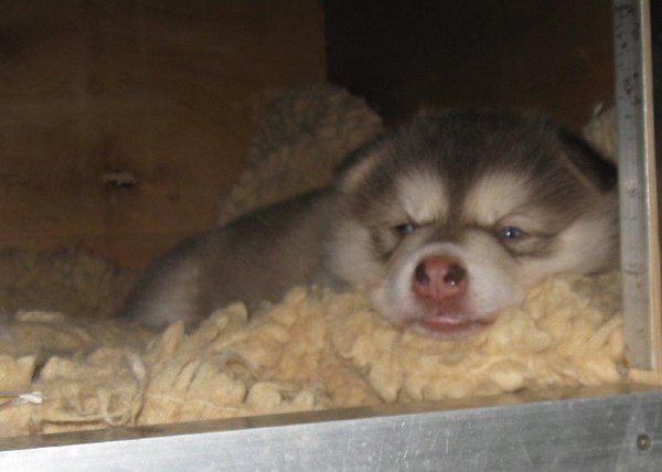 Y-Wurf 4 Wochen 007_1